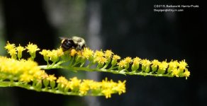 214 Bumblebee-130803-01_01.jpg