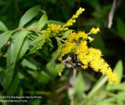 214 Bumblebee-130803-02_01.jpg