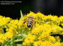 214 Bee-130803-01_01.jpg