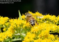 214 Bee-130803-02_01.jpg