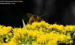 214 Bee-130803-03_01.jpg