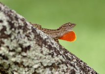 Tree Hugger-1.jpg