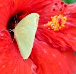 Hibiscus & Butterfly-1.jpg