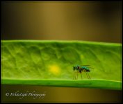 DSC__WLP_0001-112.jpg
