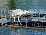 DSC_8649_018.JPG