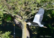 DSC_8682_017.JPG