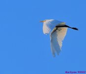 DSC_7929_001.JPG