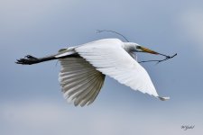 Great Egret.jpg