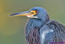 DSC_7945_001.JPG