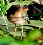 DSC_7966_001.JPG