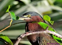 DSC_7961_001.JPG