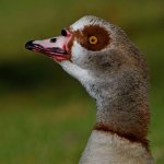 Goose2.jpg