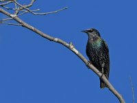 Starling2.jpg