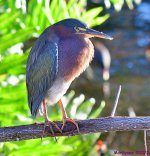 DSC_7968_001.JPG