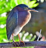 DSC_7970_001.JPG