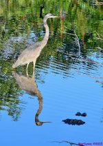 DSC_7989_001.JPG