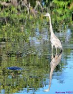 DSC_7991_001.JPG
