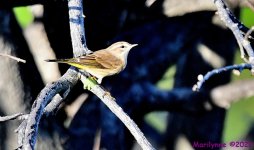 DSC_7981_001.JPG