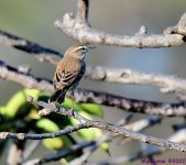 DSC_7983_001.JPG