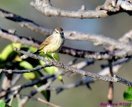 DSC_7984_001.JPG