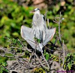 DSC_7994_001.JPG