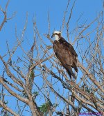 DSC_7996_001.JPG