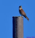 DSC_8000_001.JPG