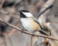 Chickadee-461.jpg
