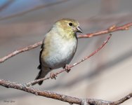 GoldFinch-461.jpg