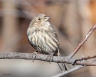 HouseFinch-461.jpg