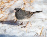 Junco-461.jpg