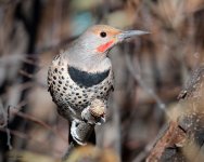 Flicker-461.jpg
