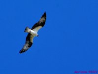 DSC_9717_001.JPG