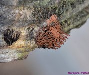 DSC_9728_001.JPG