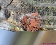 DSC_9730_001.JPG