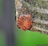 DSC_9731_001.JPG