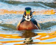 WoodDuck-502.jpg