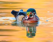WoodDuck-505.jpg