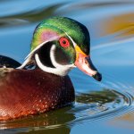 WoodDuck-506.jpg