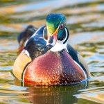 WoodDuck-507.jpg