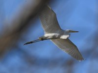 Egret.jpg