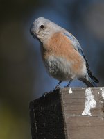Bluebird2.jpg