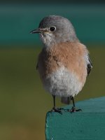 Bluebird7.jpg