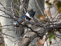 Kingfisher.jpg