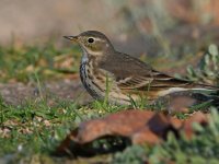 Pipit.jpg
