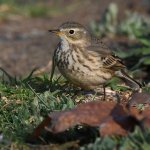 Pipit2.jpg