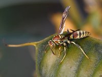 Wasp2.jpg