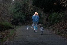 DogWalker.jpg