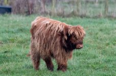 Cow2.jpg