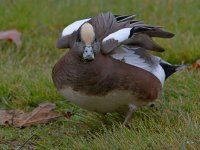 Wigeon6.jpg
